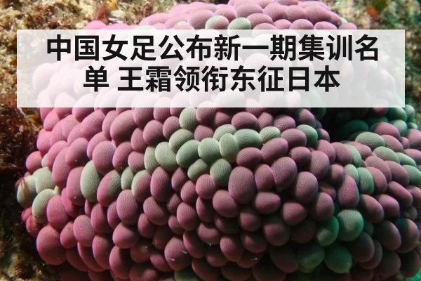 中国女足公布新一期集训名单 王霜领衔东征日本